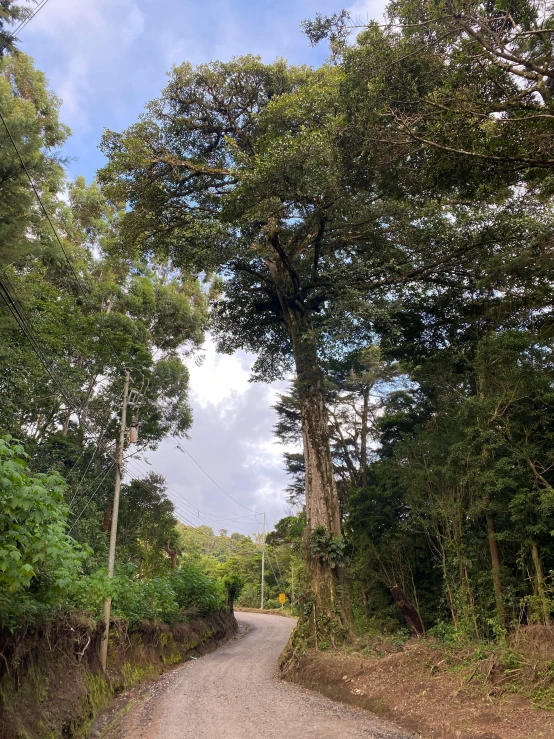 a view of a road with trees over it