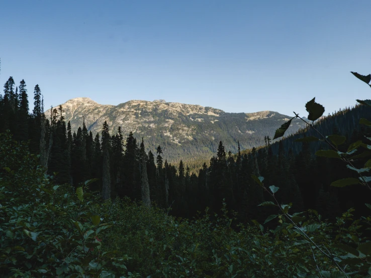 a forest with lots of tall trees and snow on the mountains