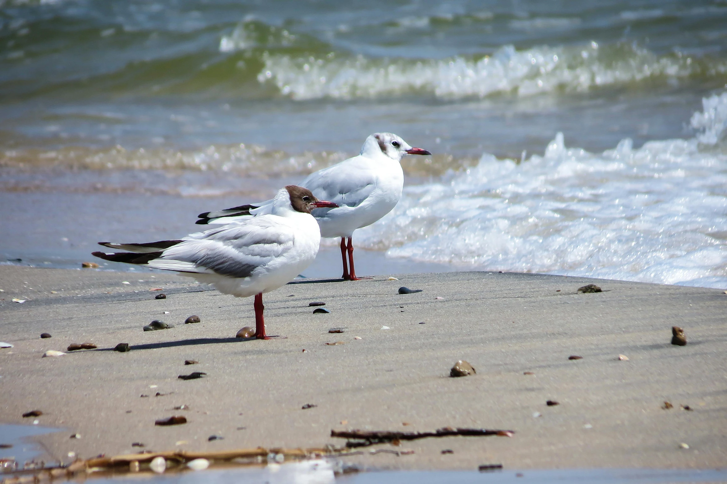 two seagulls looking in the ocean at a beach