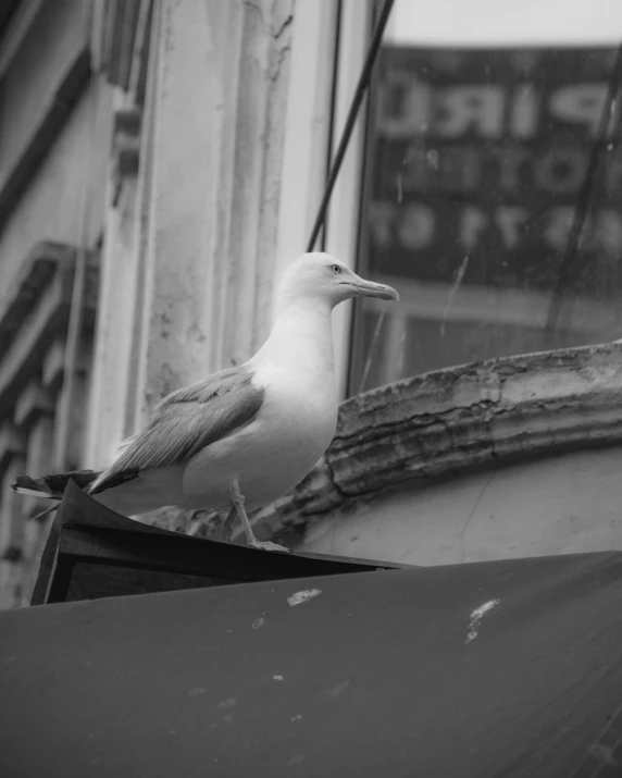 black and white po of bird on building roof