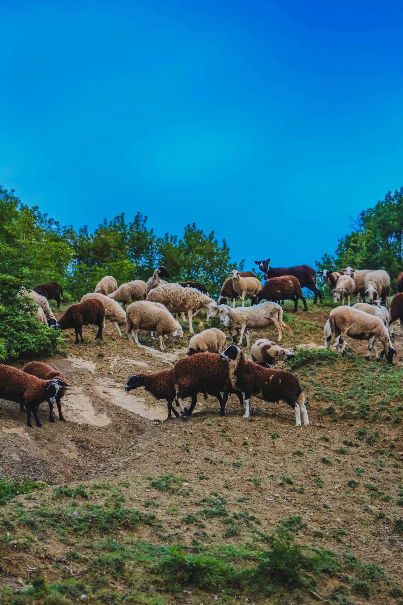 a herd of sheep standing on top of a grass covered hill