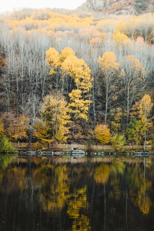 several yellow trees line a mountain shore