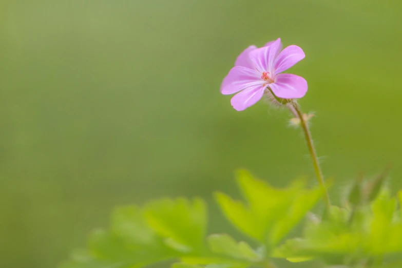 small purple flower with green leaves in the background