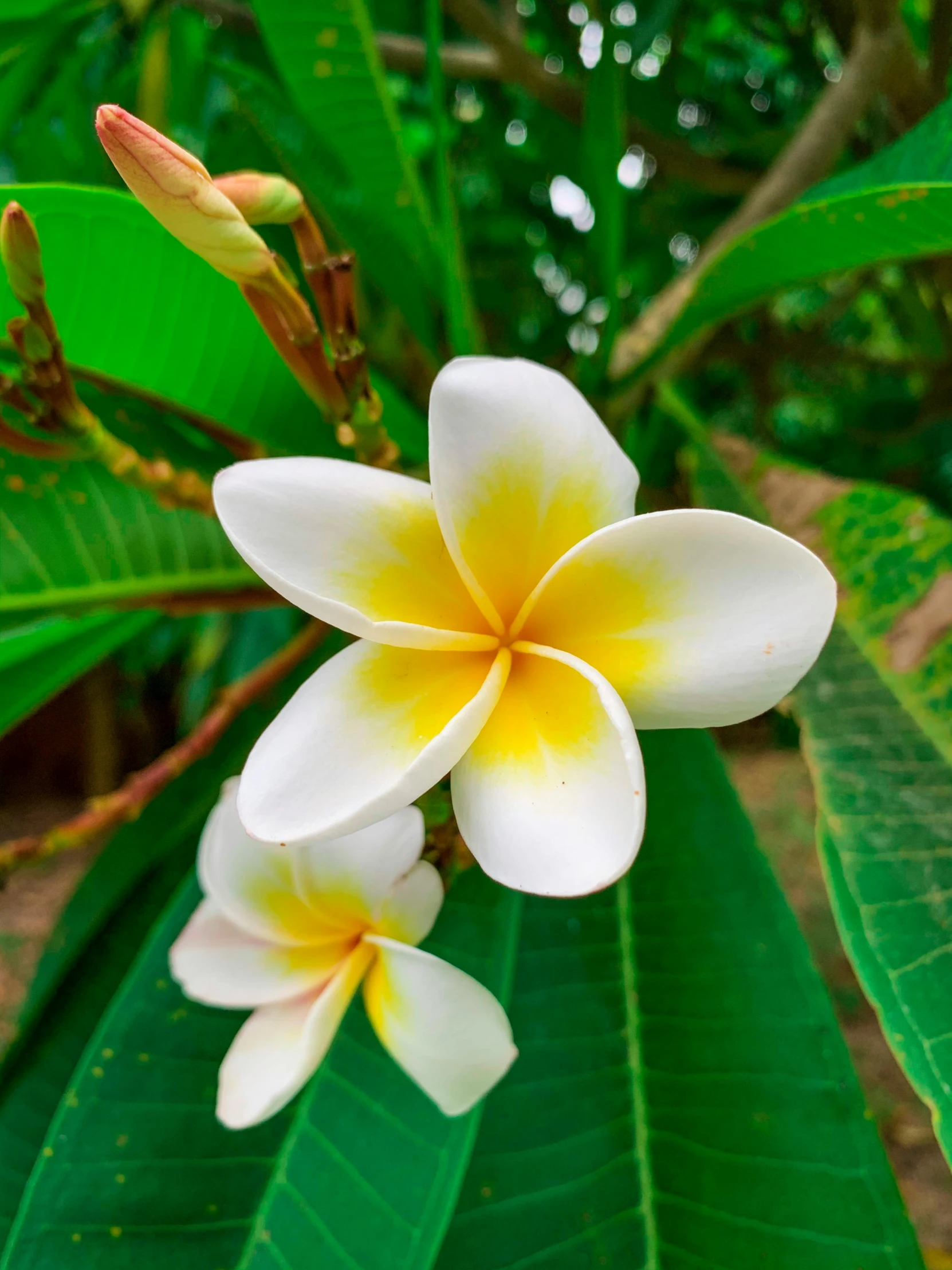 a flower is blooming on a tree in the sunlight