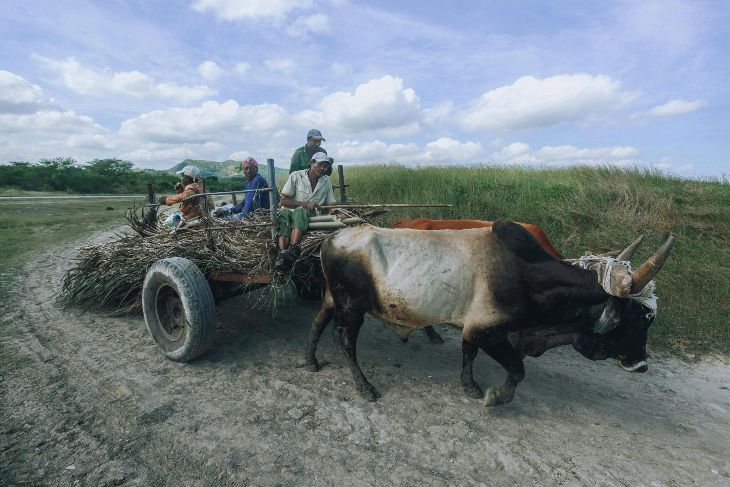 three men ride in the back of a cart pulled by a ox