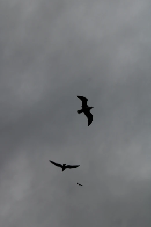 two birds that are flying together in the sky