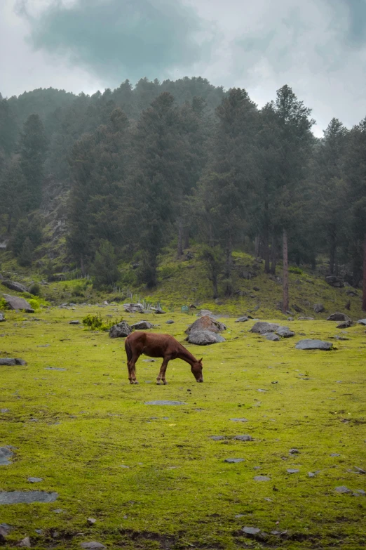 a horse standing in the grass in front of a forest