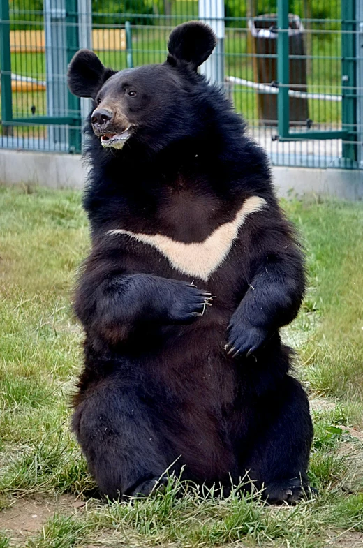 a large black bear is sitting on the grass