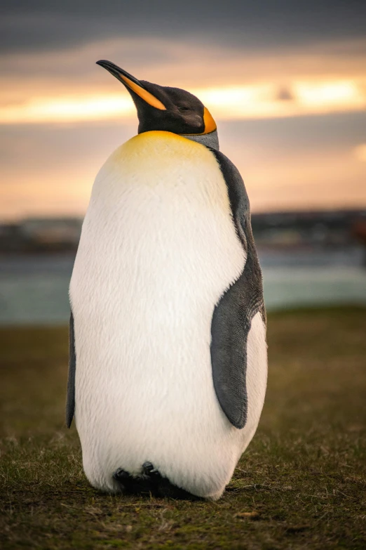 a close up of a penguin with its head back