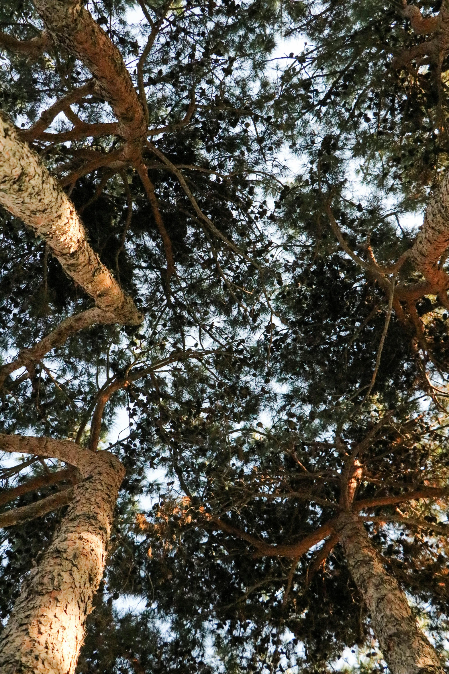 an up view looking up at tree tops and leaves