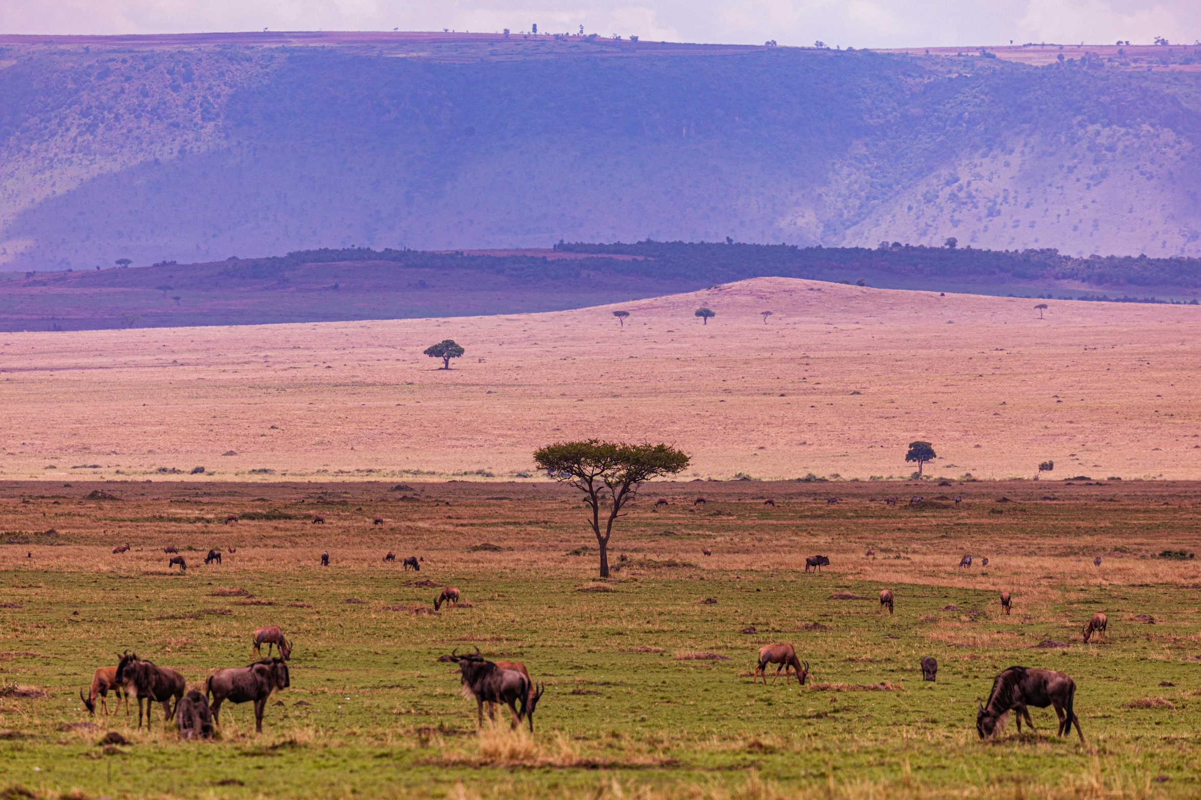 wild animals grazing on grass in a large open area