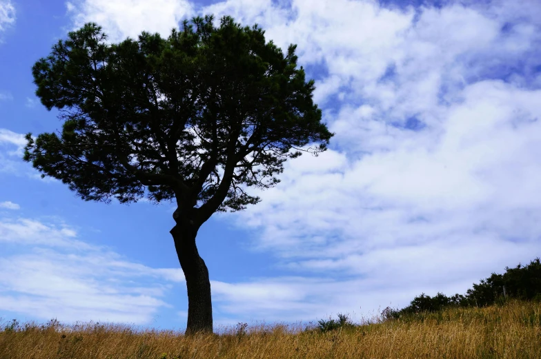 a lone tree standing out in the middle of some grass