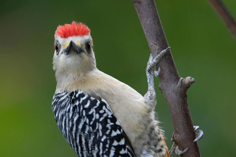 the bird has a bright red head and long legs