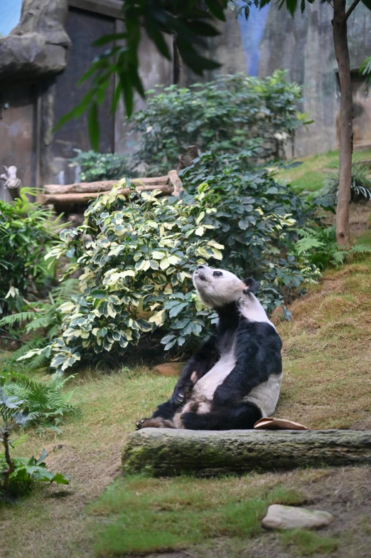 a black and white panda bear sitting on top of a log