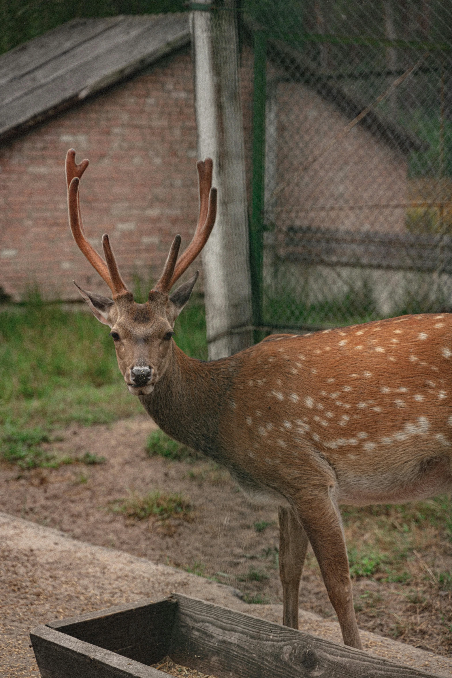 deer in front of fence in outdoor area