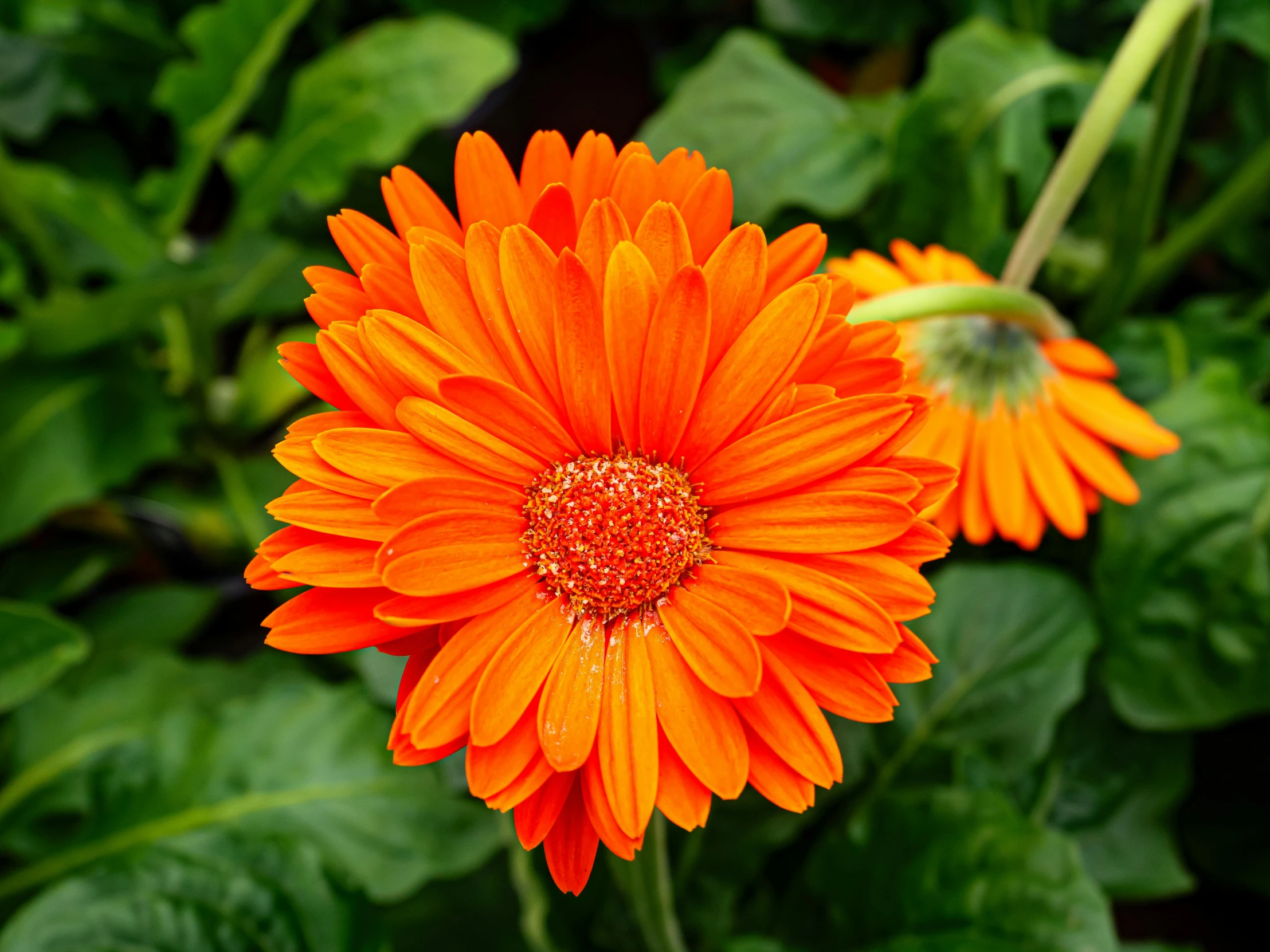an orange flower with dew drops on it