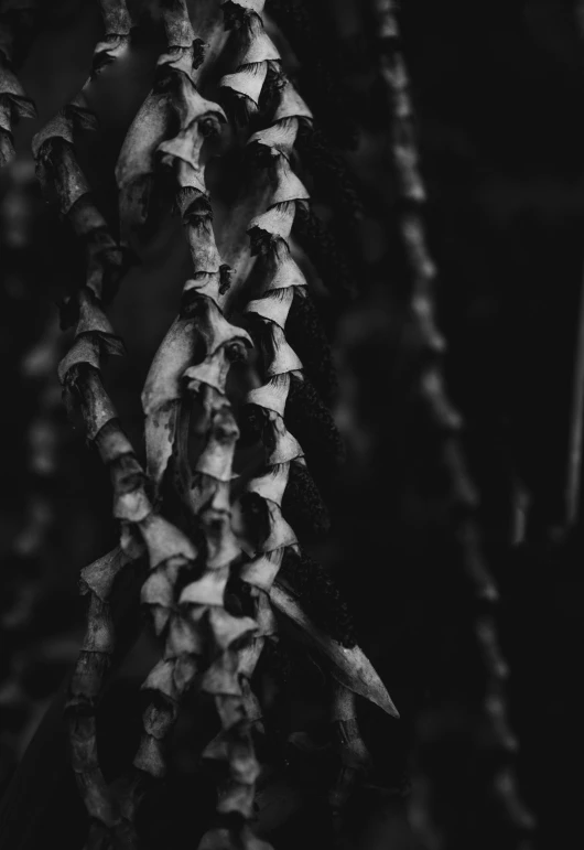 the leaves and spikes of an aloena plant