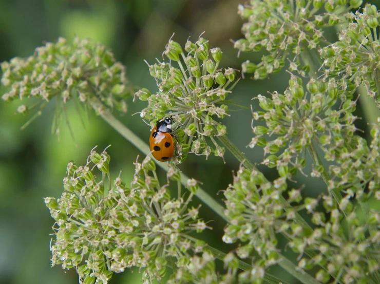 a lady bug sitting on top of green flowers