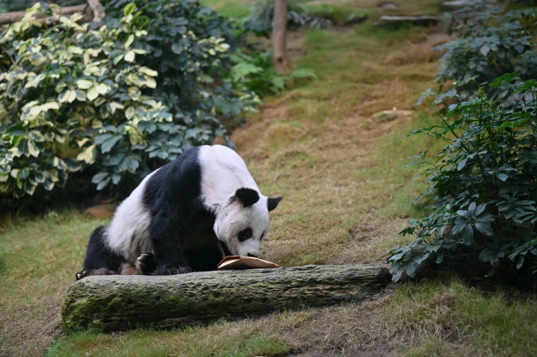 a black and white panda bear sitting on a log