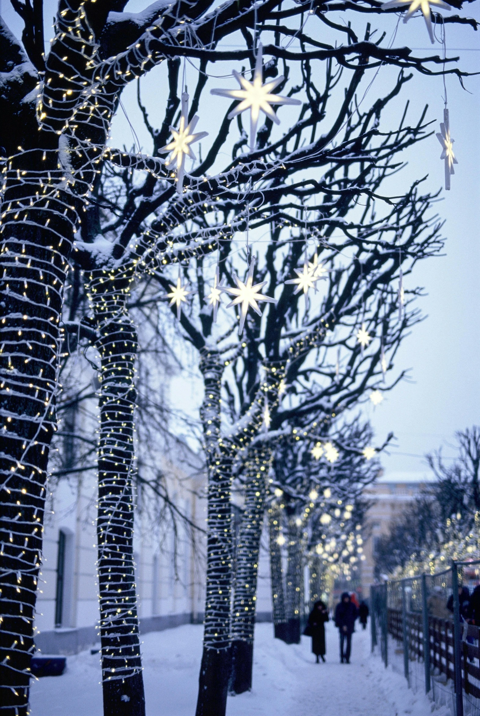 lighted lights adorn trees on snowy street