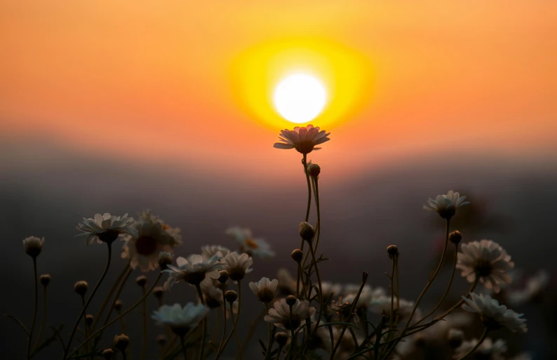 a po of the sun setting over a sea of flowers