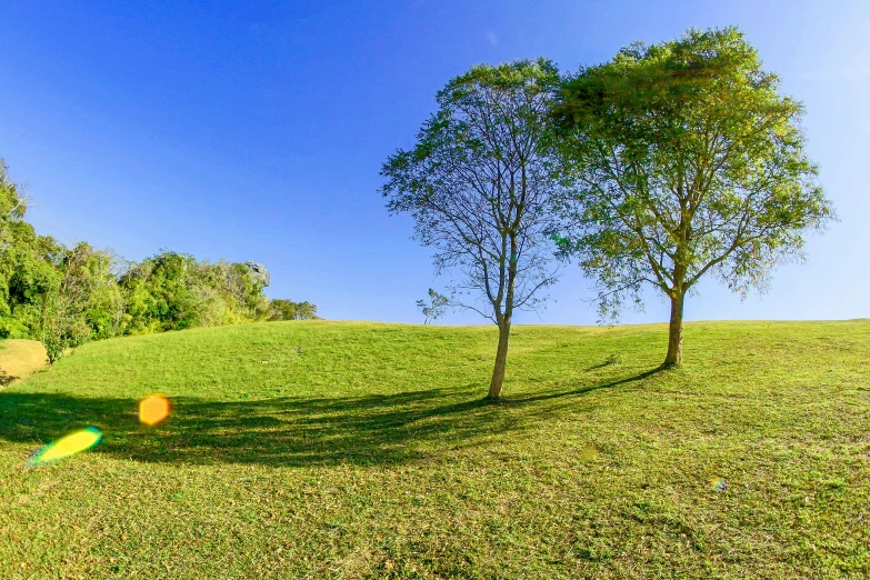 a po of a tree and grass in a park