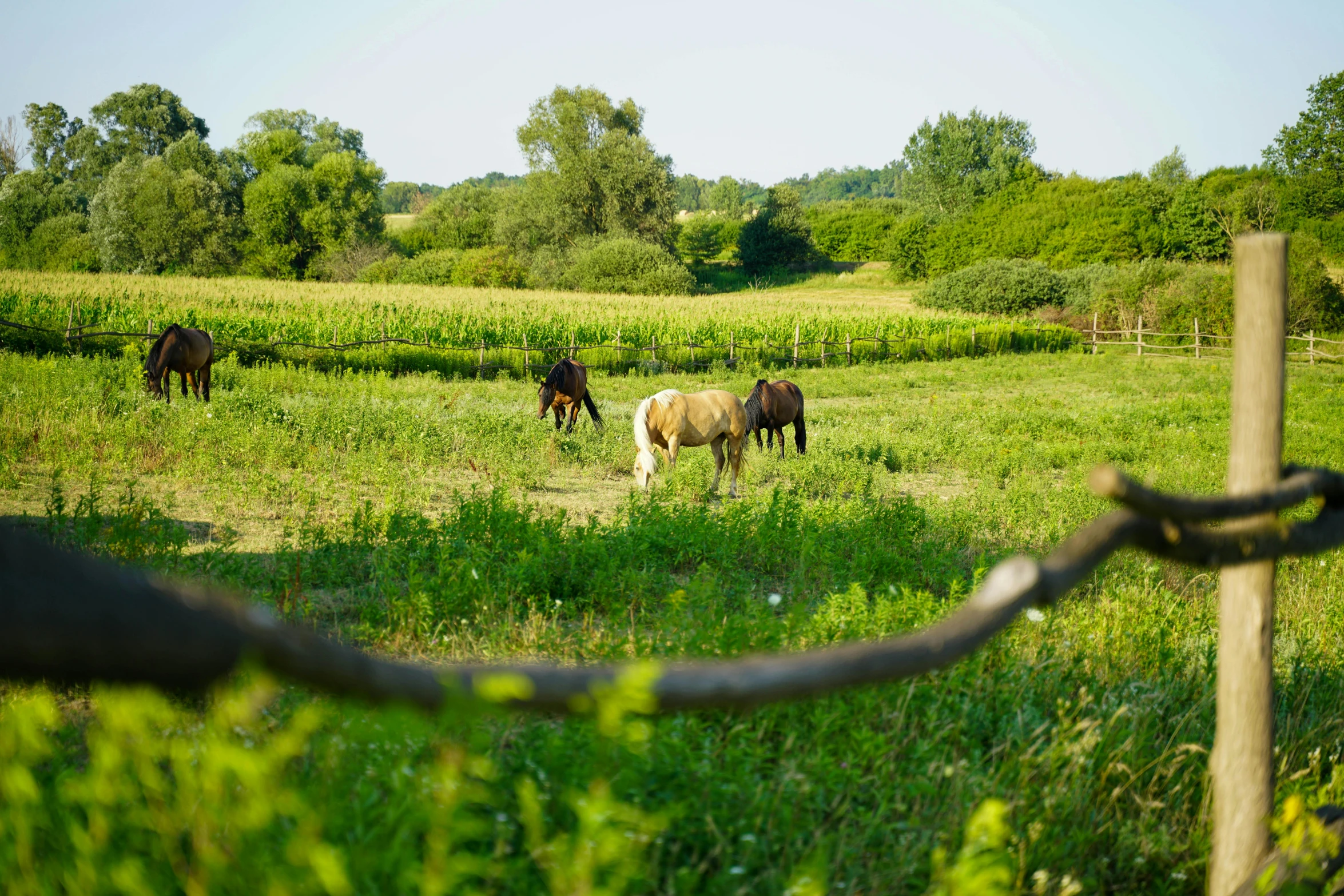 a group of horses grazing on a lush green field