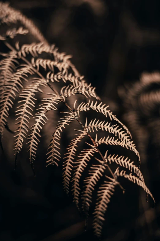 a close up of the top of a very dark fern