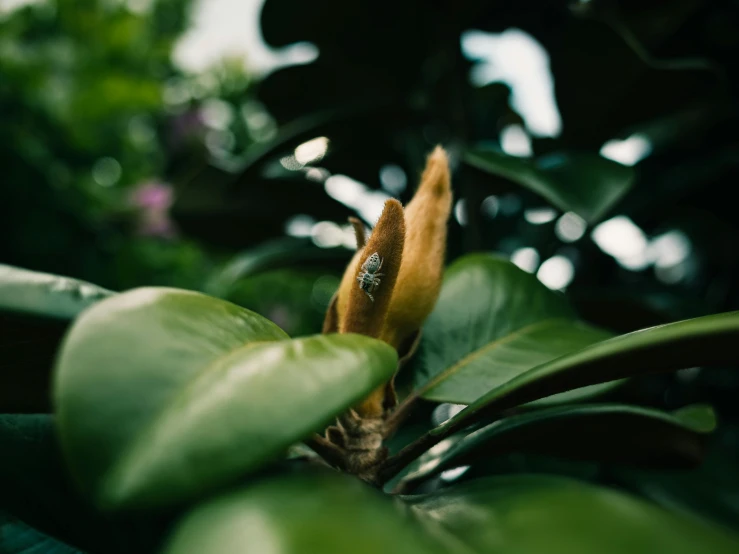 the plant is beginning to open the leafs