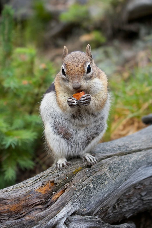 a squirrel sits on top of some tree limbs