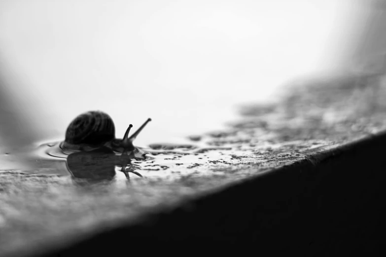 a snail with its head under the edge of a piece of wood