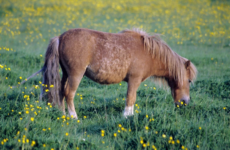 a horse with long mane is standing in a field of green grass and yellow flowers