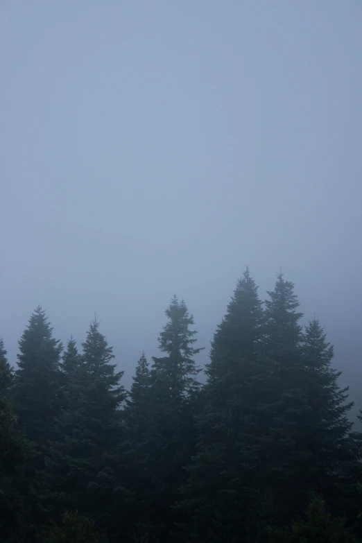 trees are shown as seen from the foggy grass