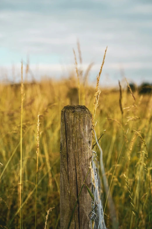 a fence post in the middle of tall grass