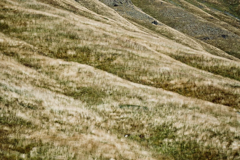 an animal walks across the plains towards the mountain
