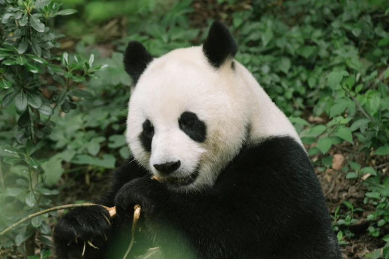 a panda sitting down eating some bamboo in its natural habitat