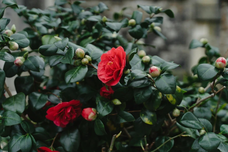 close up of some red flowers on a bush