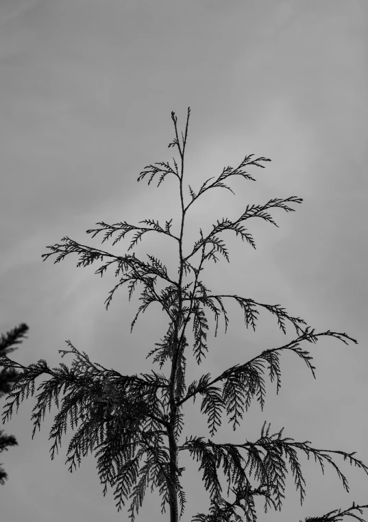 black and white pograph of a tree with very sharp limbs