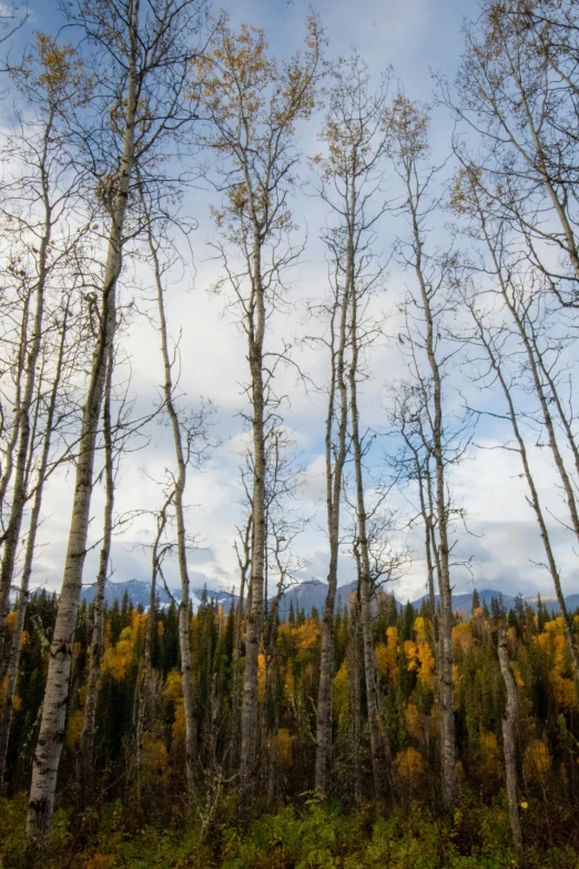 several trees in the wilderness in fall