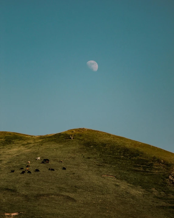 animals grazing on grass on a hilltop under a clear sky