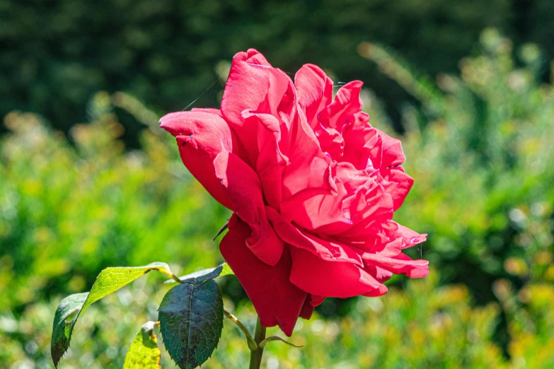 a single red rose flower blooming in the wild