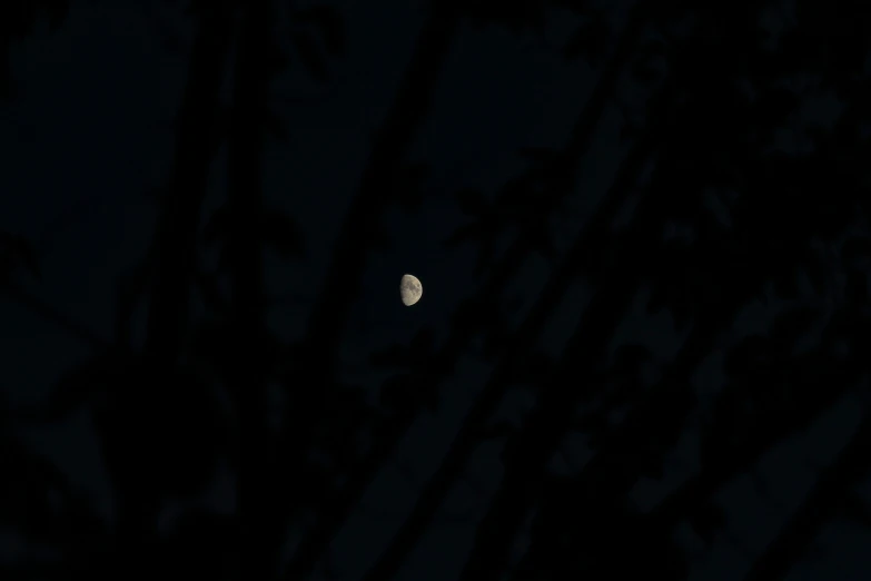 a moon seen in the distance through trees