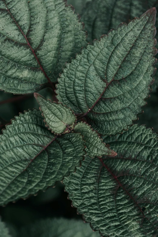 this green leaf has brown stripes on it