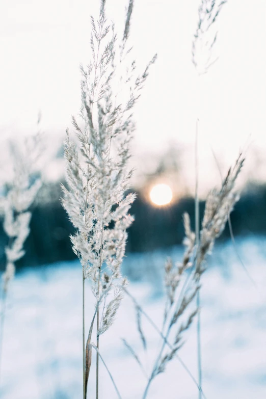 a po of some long white grass in the snow