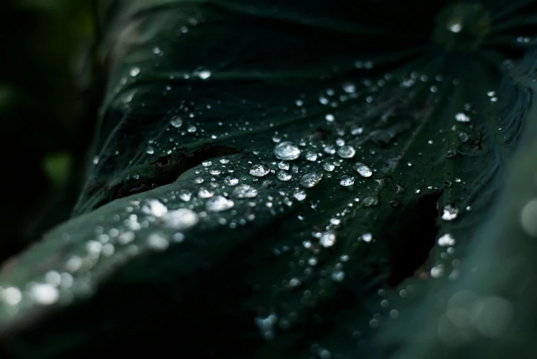 a bunch of water drops on a green leaf