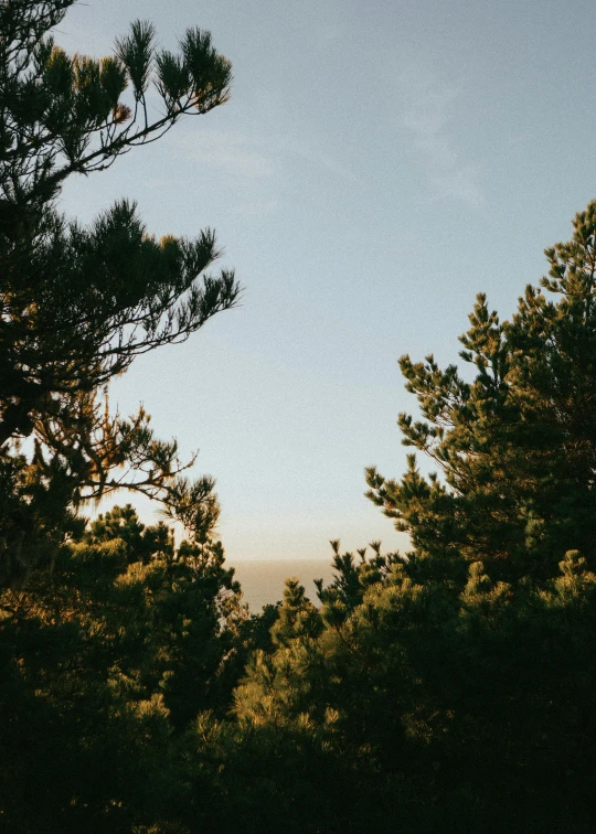 looking out over trees at the blue sky