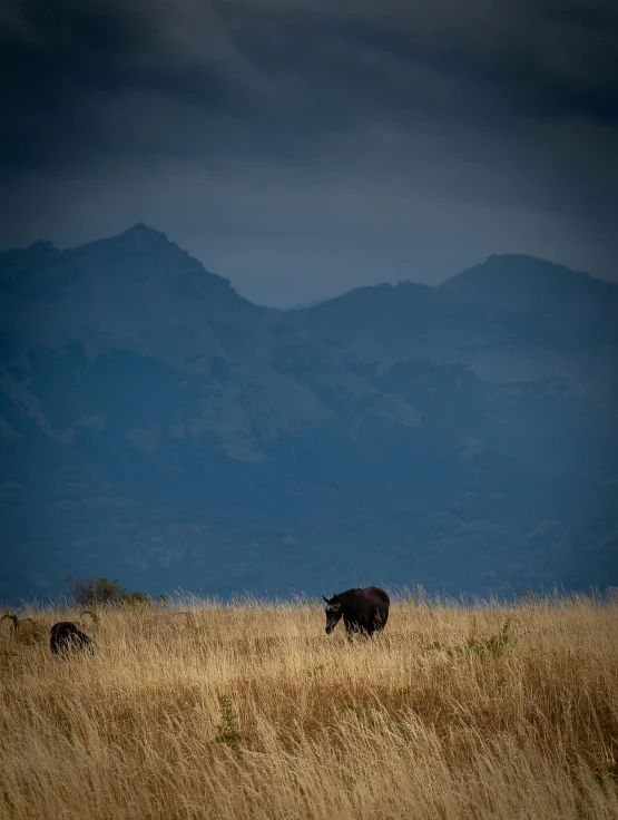 an animal walking in a grassy area with mountains in the background