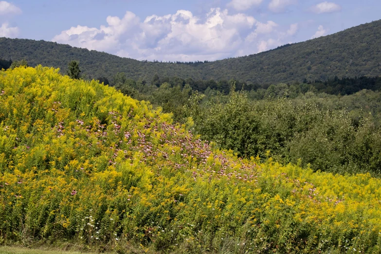 lush green trees and yellow flowers in front of some hills