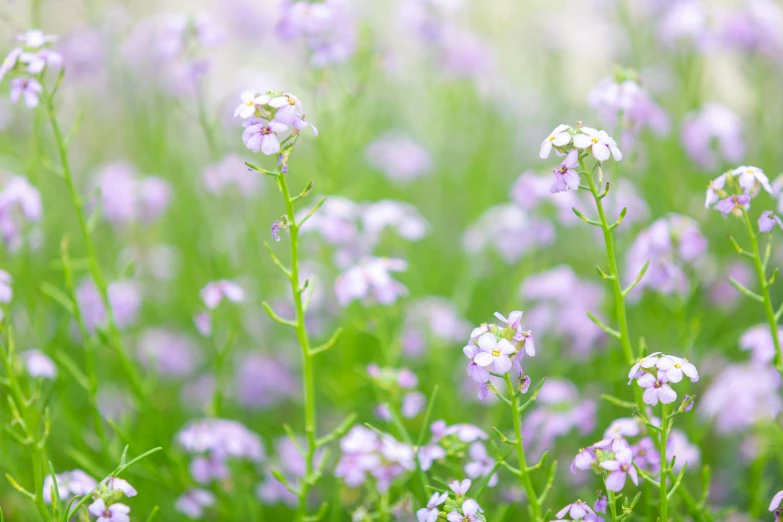 several small purple flowers in a field