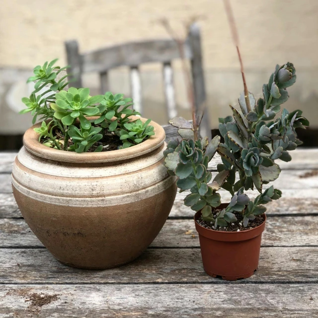 a few potted plants on a wooden table